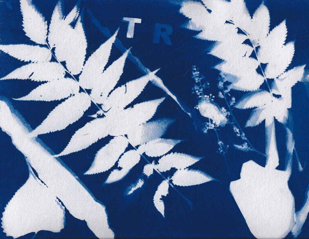 innojeunes_scabot_cyanotype_Tashvik_2022